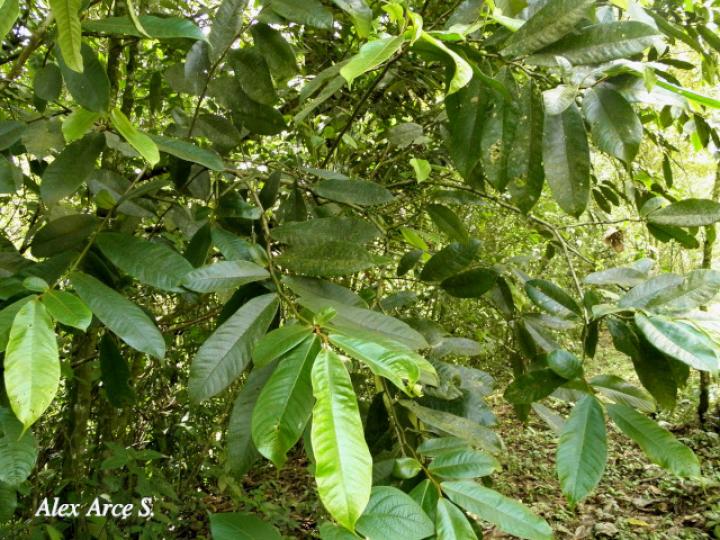 Guatteria aeruginosa (Anonillo)