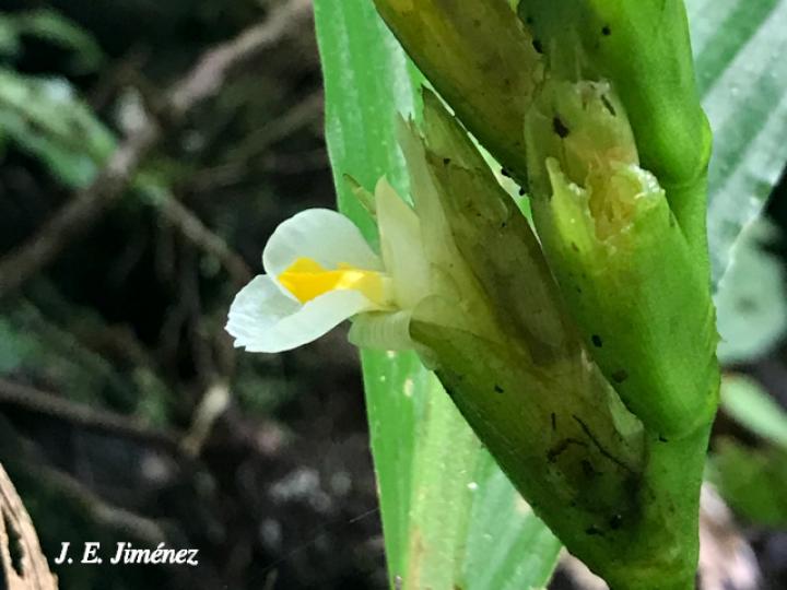 Hylaeanthe unilateralis