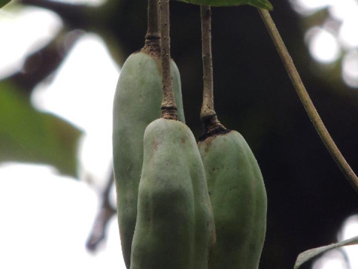 Jacaratia spinosa (Papayillo de montaña)