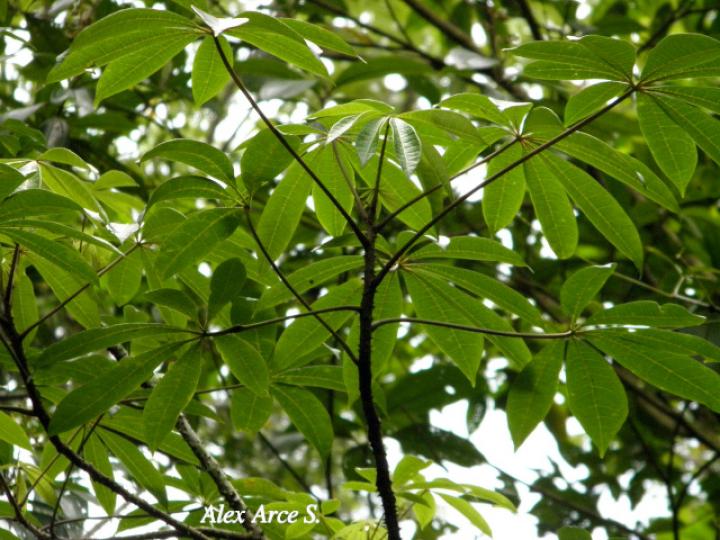 Jacaratia spinosa (Papayillo de montaña)