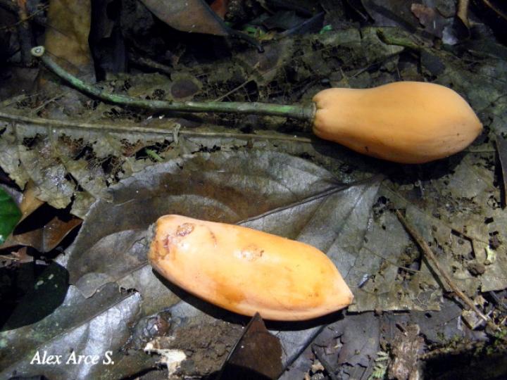 Jacaratia spinosa (Papayillo de montaña)