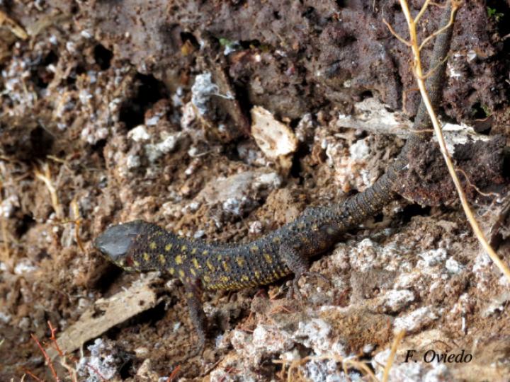 Lepidophyma flavimaculatum (Lagartija nocturna amarillopunteada)