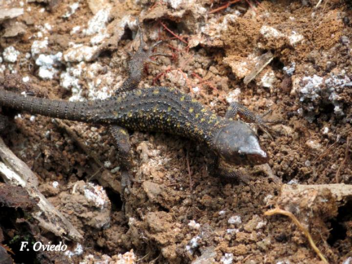 Lepidophyma flavimaculatum (Lagartija nocturna amarillopunteada)