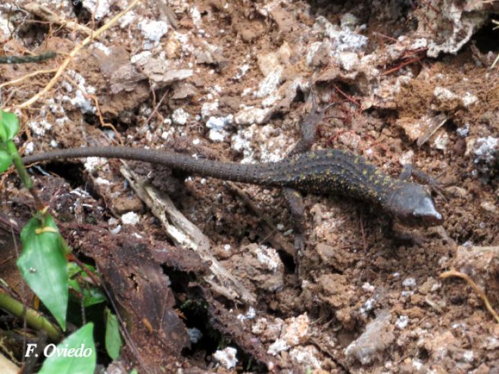 Lepidophyma flavimaculatum (Lagartija nocturna amarillopunteada)