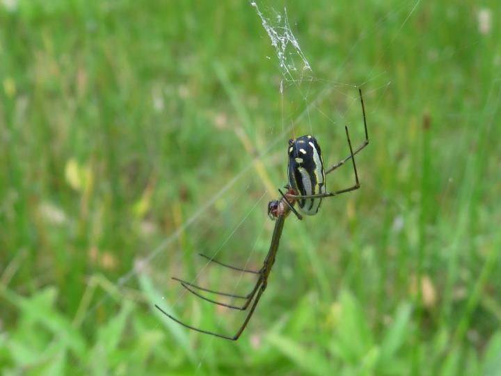Leucauge venusta (Araña del huerto)