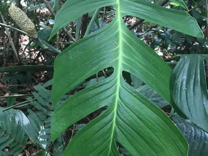 Monstera dissecta