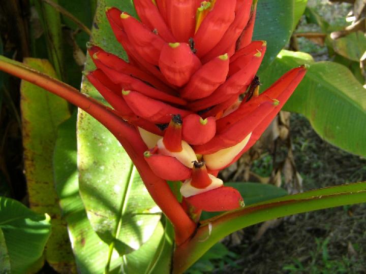 Musa coccinea (Banano ornamental)