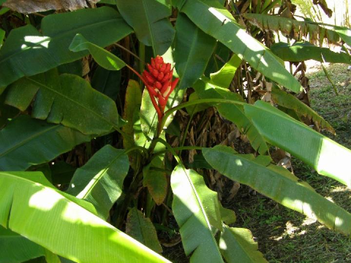 Musa coccinea (Banano ornamental)