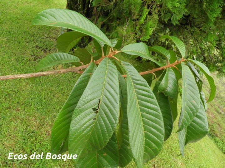 Pouteria torta (Níspero mamoncillo)