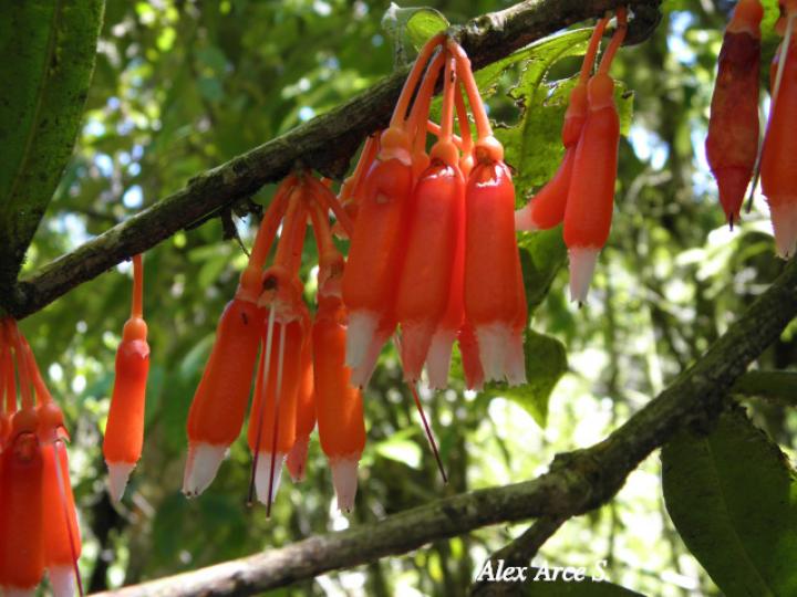 Psammisia ramiflora (Colmillos)