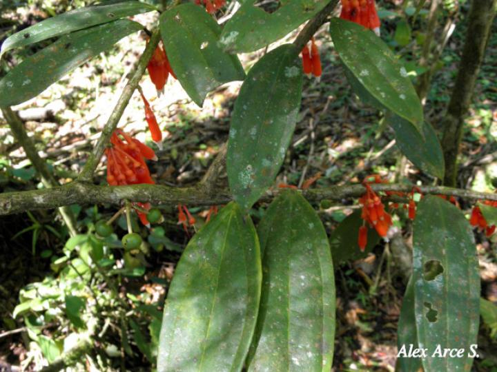 Psammisia ramiflora (Colmillos)