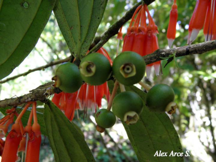 Psammisia ramiflora (Colmillos)