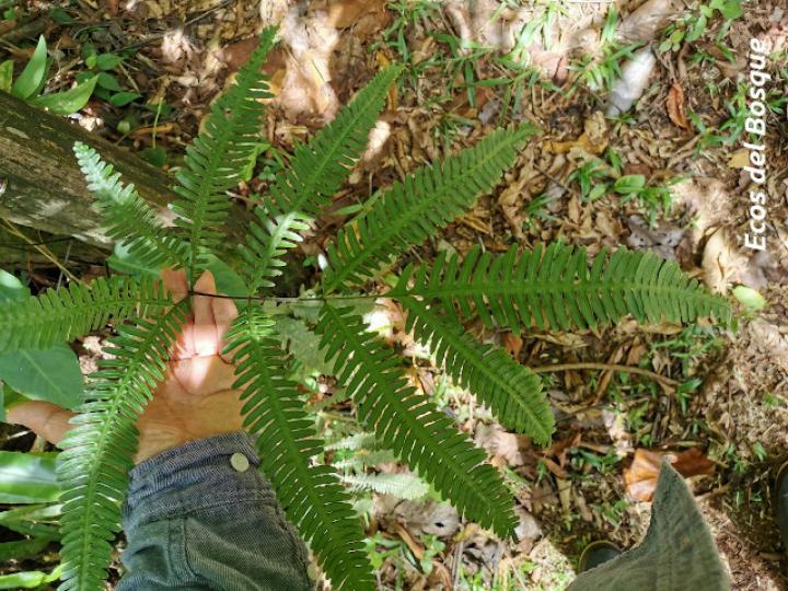Pteris quadriaurita