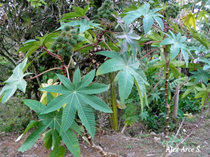 Ricinus communis (Higuerilla)