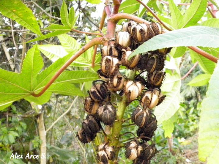 Ricinus communis (Higuerilla)
