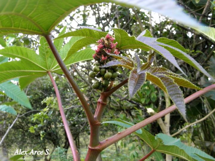 Ricinus communis (Higuerilla)
