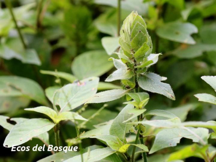 Ruellia costaricensis