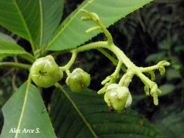 Saurauia montana (Moquillo)