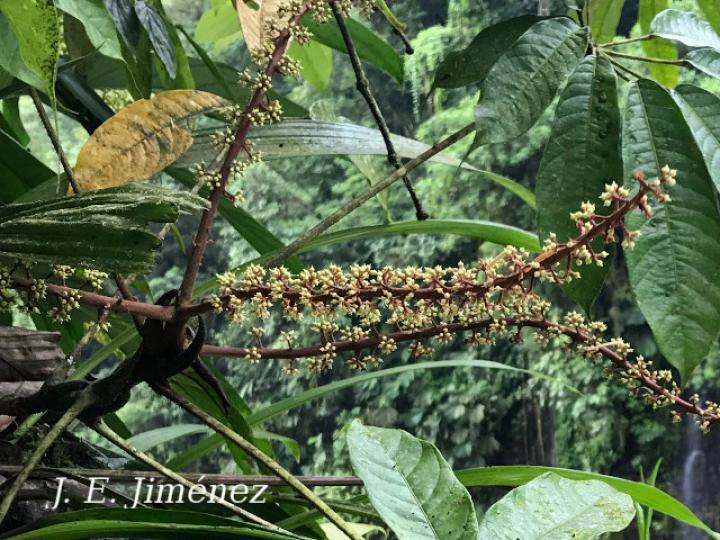 Schefflera systyla