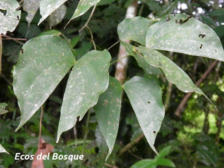 Schnella guianensis (Escalera de mono)