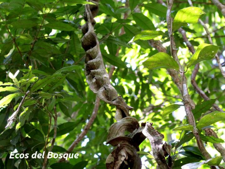 Schnella guianensis (Escalera de mono)