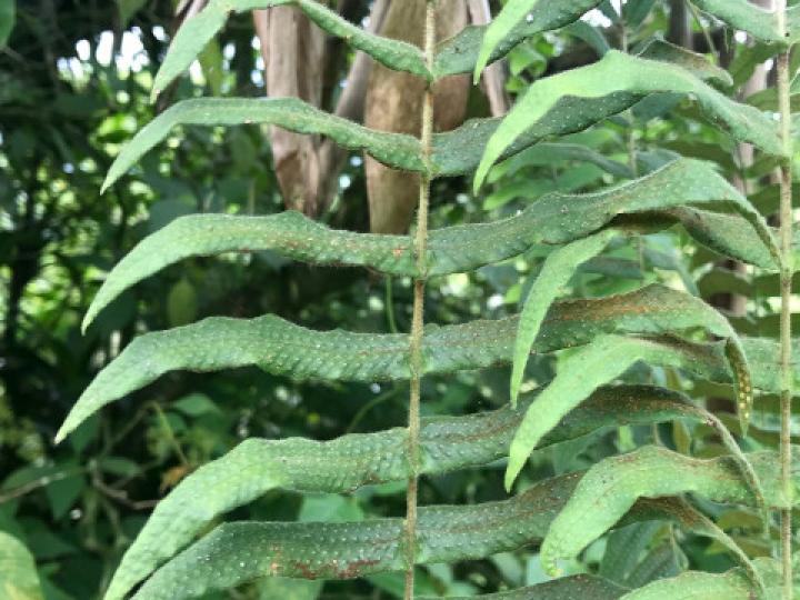 Serpocaulon dissimile