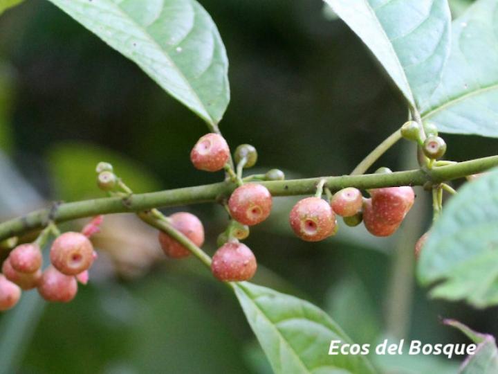 Siparuna thecaphora (Limoncillo)