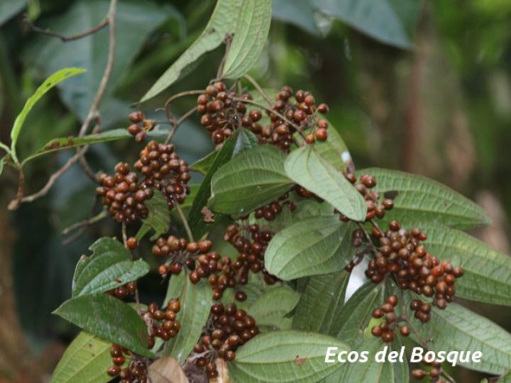 Smilax mollis