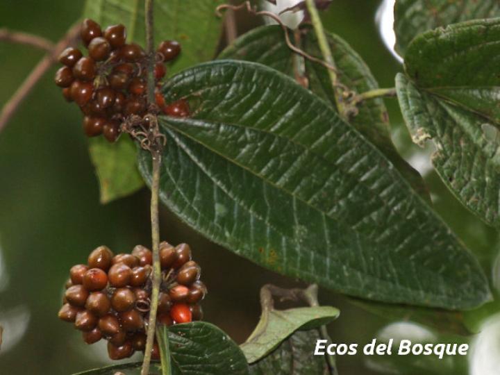 Smilax mollis