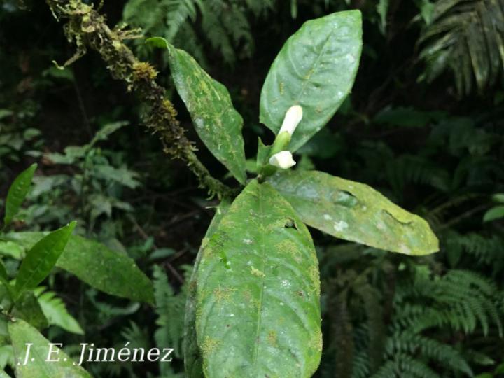 Spathacanthus hoffmannii