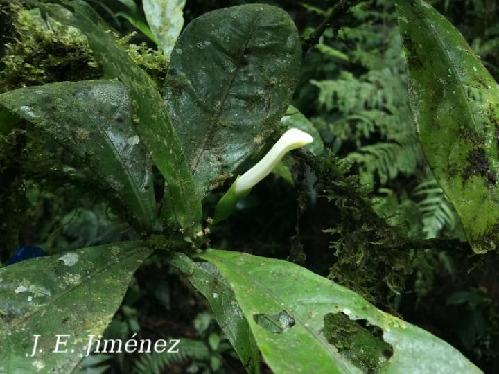 Spathacanthus hoffmannii