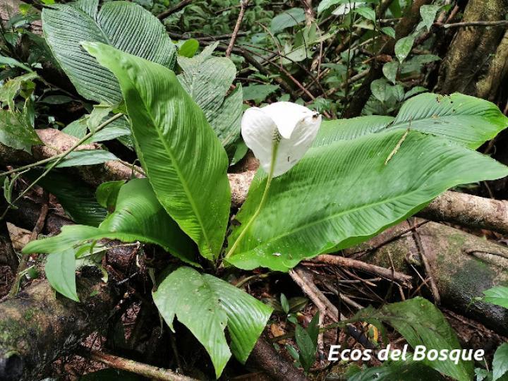 Spathiphyllum wendlandii