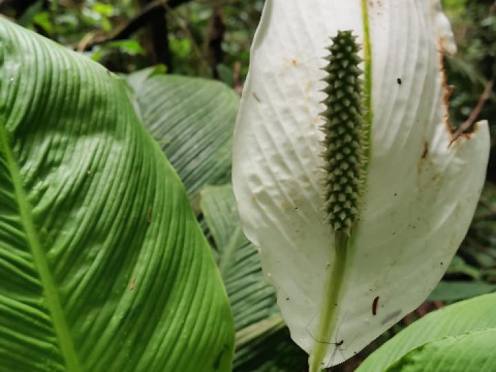 Spathiphyllum wendlandii