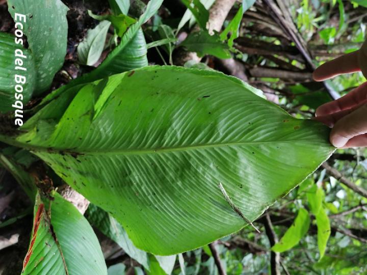 Spathiphyllum wendlandii