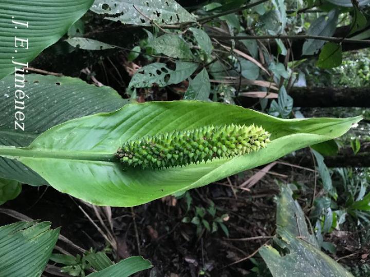 Spathiphyllum wendlandii