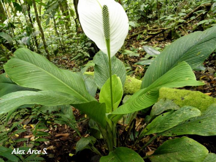 Spathiphyllum wendlandii