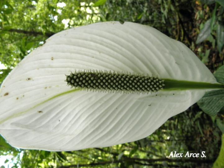 Spathiphyllum wendlandii