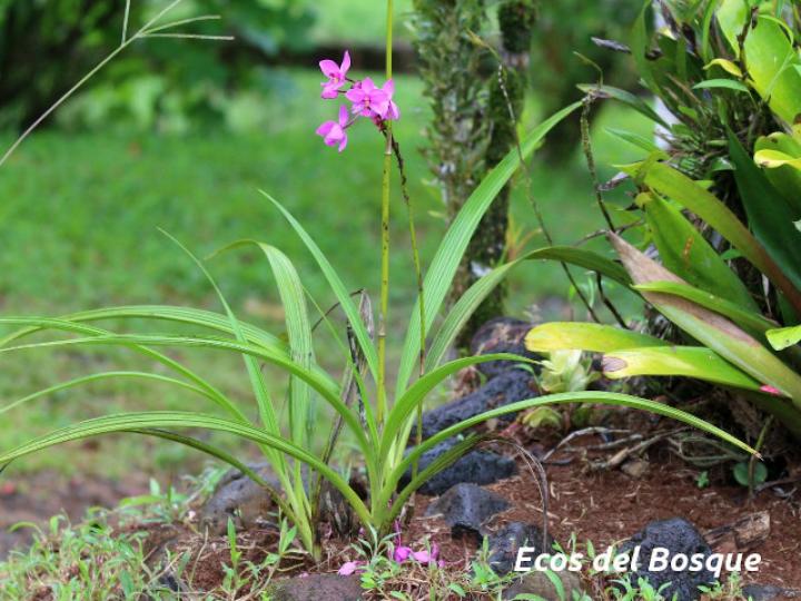 Spathoglottis plicata (Orquídea terrestre filipina)
