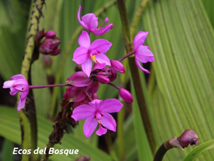 Spathoglottis plicata (Orquídea terrestre filipina)
