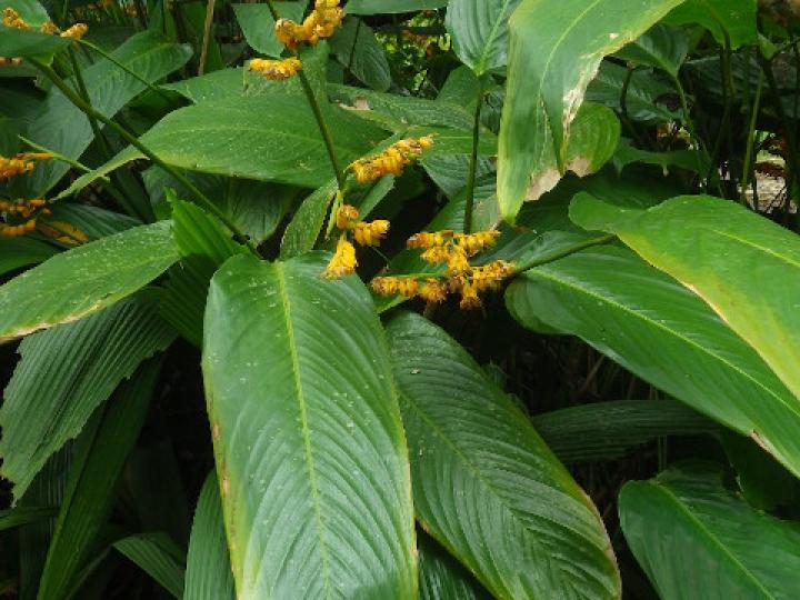 Stromanthe jacquinii
