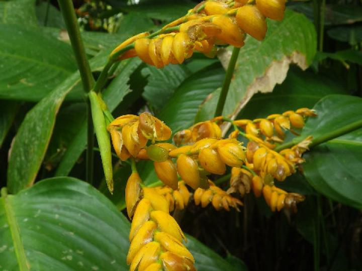 Stromanthe jacquinii