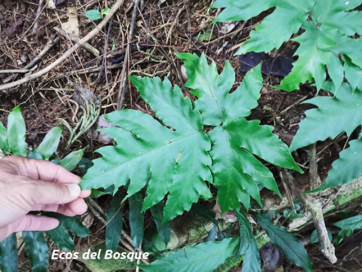 Tectaria athyrioides