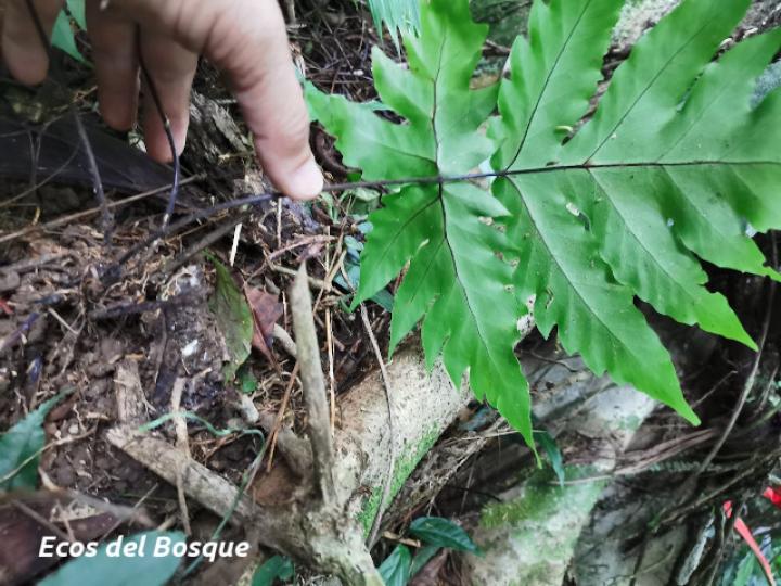 Tectaria athyrioides