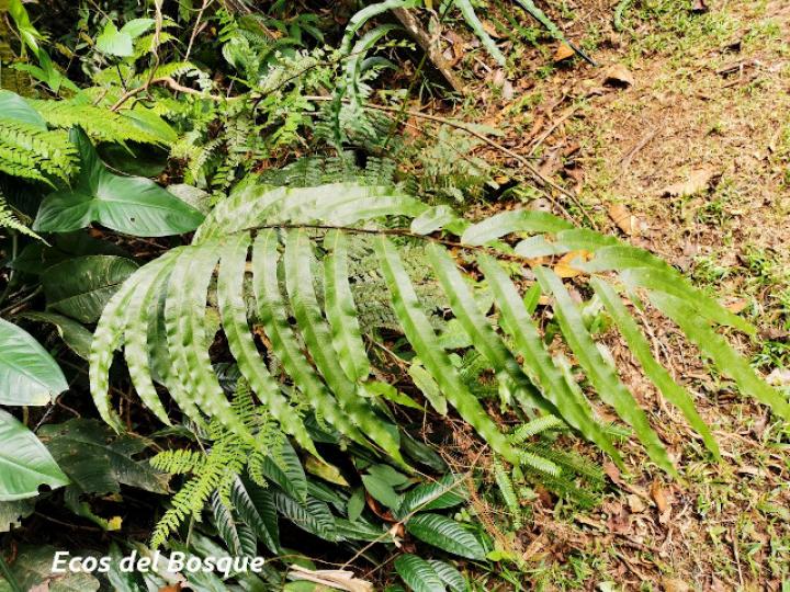Thelypteris falcata
