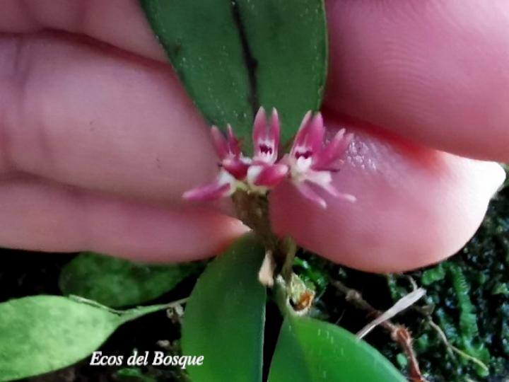 Trichosalpinx blaisdellii