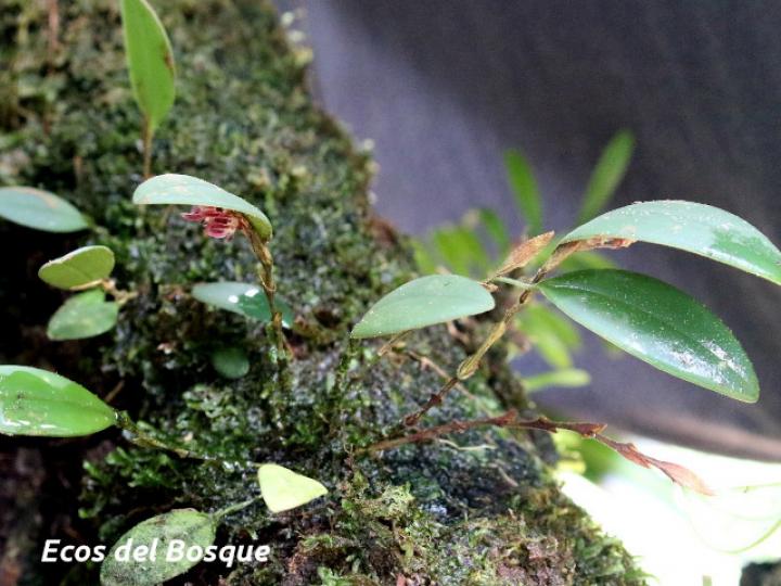 Trichosalpinx blaisdellii