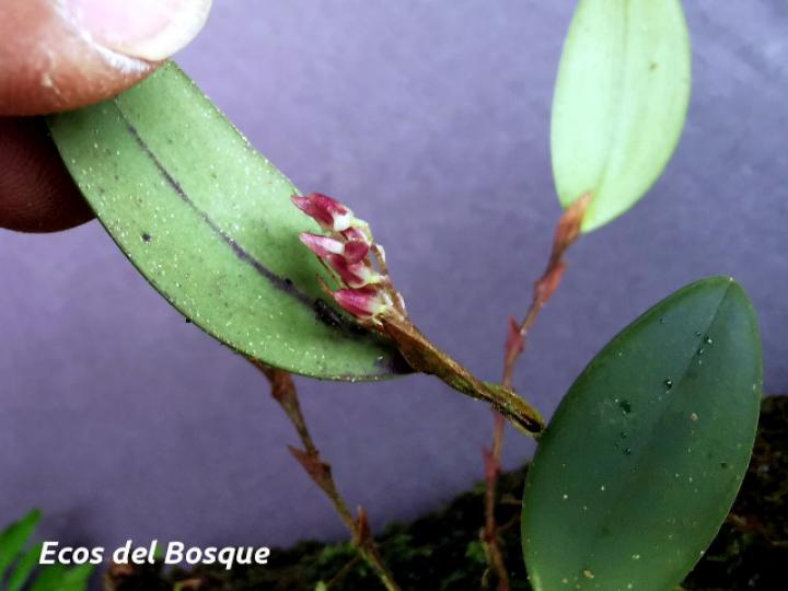 Trichosalpinx blaisdellii