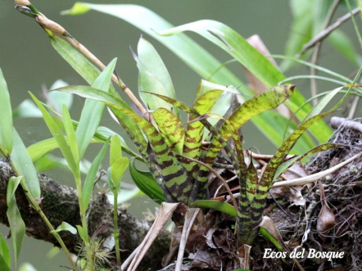Werauhia vittata
