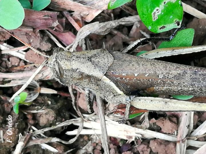 Abracris flavolineata (Saltamontes)