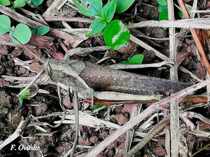 Abracris flavolineata (Saltamontes)